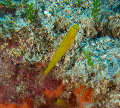 Gobius auratus