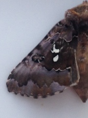 Autographa corusca