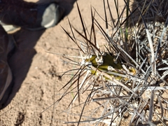 Maihueniopsis hickenii