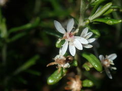 Olearia revoluta