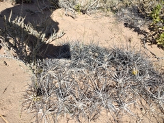 Maihueniopsis hickenii