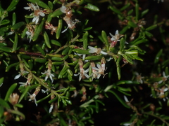 Olearia revoluta