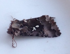 Autographa corusca
