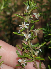 Olearia revoluta