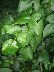 Toxicodendron radicans