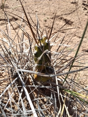 Maihueniopsis hickenii