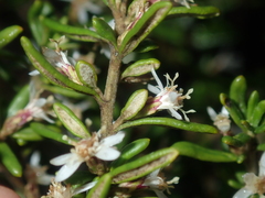 Olearia revoluta