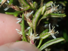 Olearia revoluta