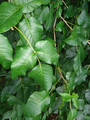 Toxicodendron radicans