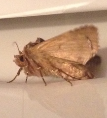 Autographa corusca
