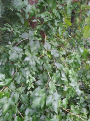 Toxicodendron radicans