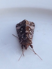 Autographa corusca