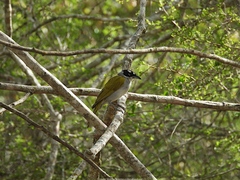 Phaenicophilus palmarum