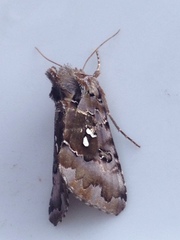 Autographa corusca