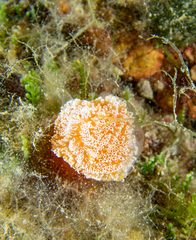 Aplidium elegans