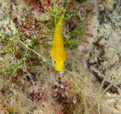 Gobius auratus