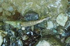 Sicyopterus japonicus