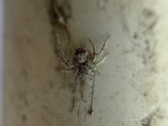 Hamataliwa grisea
