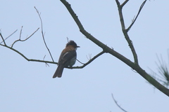 Hemixos castanonotus