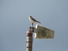 Falco sparverius dominicensis