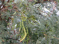 Prosopis articulata