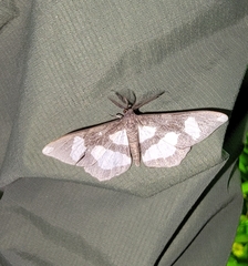 Geometridae