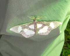 Geometridae