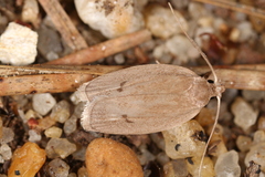 Antaeotricha osseella