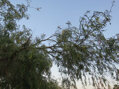 Prosopis articulata
