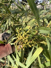 Acacia neriifolia