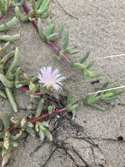 Carpobrotus virescens
