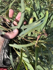 Acacia neriifolia