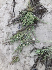 Carpobrotus virescens