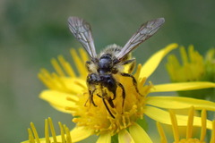 Andrena denticulata