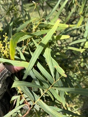 Acacia neriifolia