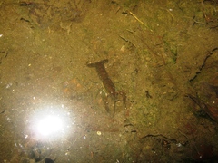 Procambarus llamasi