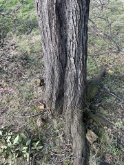 Acacia neriifolia