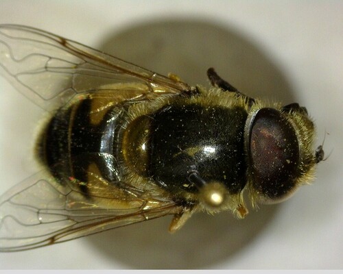 iNaturalist observation photo of Black-footed Drone Fly