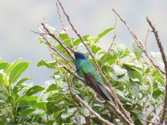 Campylopterus falcatus