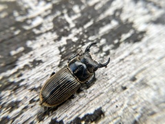 Aegus laevicollis formosae