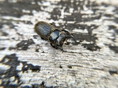 Aegus laevicollis formosae