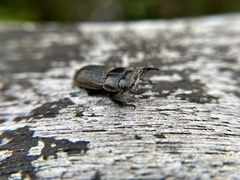 Aegus laevicollis formosae