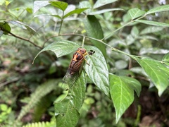 Vagitanus terminalis
