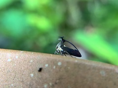 Elaphiceps cervus