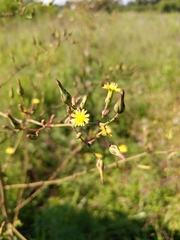 Lactuca canadensis