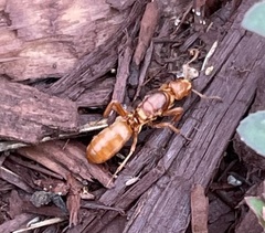 Lasius murphyi