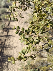 Larrea cuneifolia