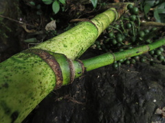 Chamaedorea linearis