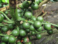 Chamaedorea linearis