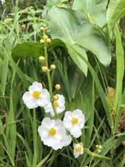 Sagittaria latifolia